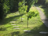 The Garden